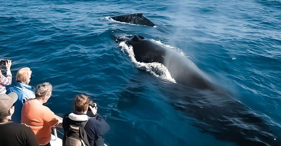 Kalaoa: Big Island and Kona Midday Whale Watching Tour - Key points before you book