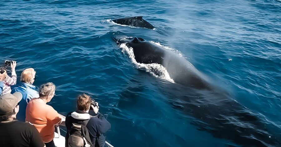 Kalaoa: Big Island and Kona Midday Whale Watching Tour - What a whale sighting really means