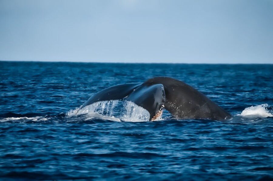 Kalaoa: Big Island and Kona Midday Whale Watching Tour - Practical tips for a better outing