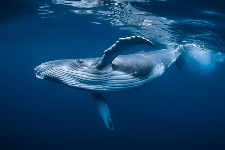 Kalaoa: Big Island and Kona Midday Whale Watching Tour - Searching the Kailua-Kona coast for humpbacks