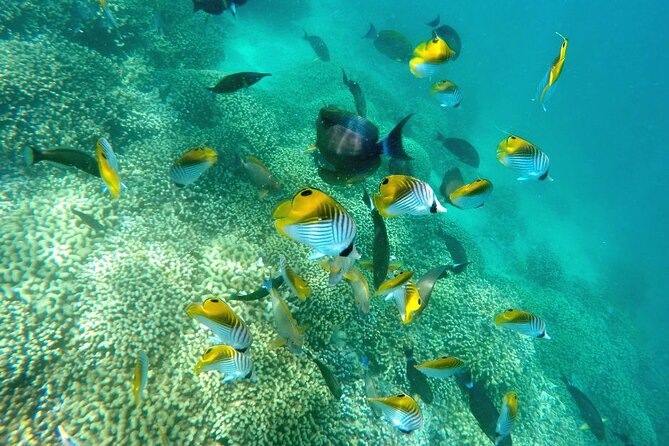 Kaneohe Sandbar Snorkeling Tour - 2nd Tour - Is $158.86 a fair price?