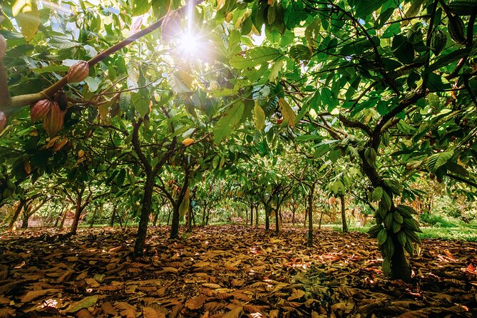 Kauai Chocolate Farm Tasting Tour - The guides make or break the pace