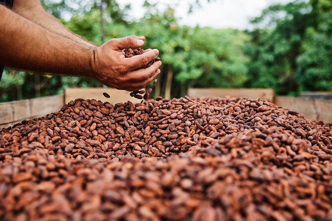 Kauai Chocolate Farm Tasting Tour - Practical planning for the three-hour visit