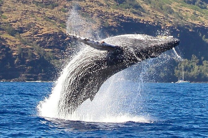 Kauai: Nā Pali Coast Zodiac Raft Expedition and Snorkeling - Wildlife watching along the west coast