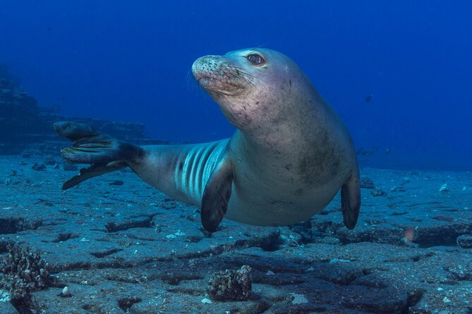 Kauai's Exclusive Morning Scuba Charter for Experienced Divers - Why this morning charter suits experienced scuba divers