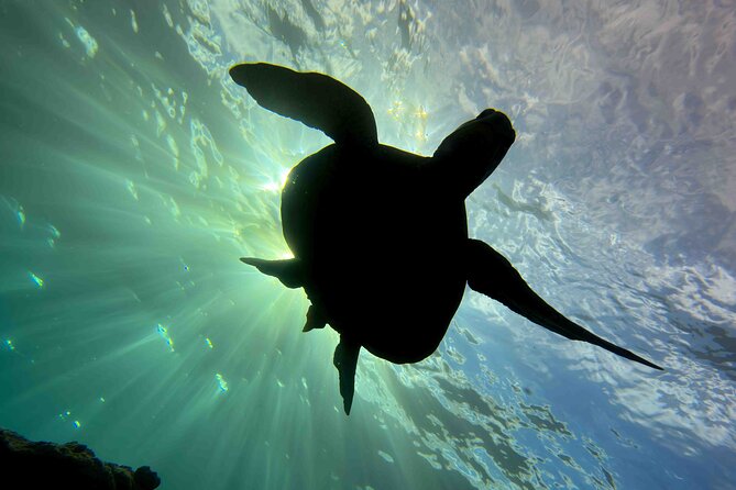 Kauai's Exclusive Morning Scuba Charter for Experienced Divers - Wildlife you might encounter below the surface