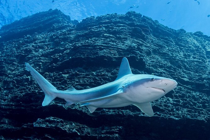 Kauai's Exclusive Morning Scuba Charter for Experienced Divers - What the $259.11 price really covers