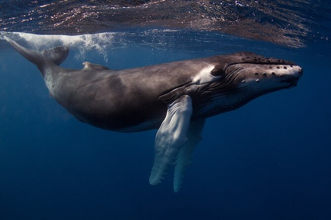 Kauai's Exclusive Morning Scuba Charter for Experienced Divers - Weather, minimum numbers, and cancellation timing