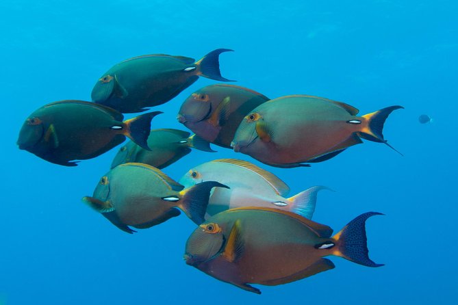 Kauai's Ultimate Discover Scuba Dive - OCEAN EXPERIENCE (1 Tank Dive) - Shallow-water practice comes before the main session