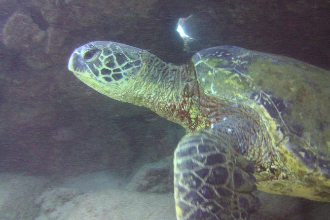 Kauai's Ultimate Discover Scuba Dive - OCEAN EXPERIENCE (1 Tank Dive) - What you may see below the surface