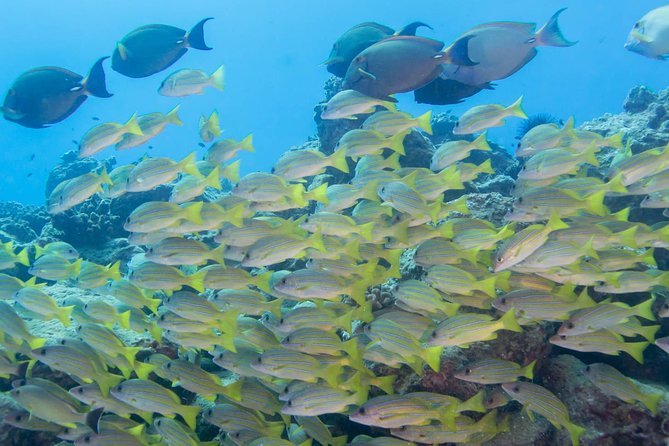Kauai's Ultimate Discover Scuba Dive - OCEAN EXPERIENCE (1 Tank Dive) - Why the $186.13 price can make sense