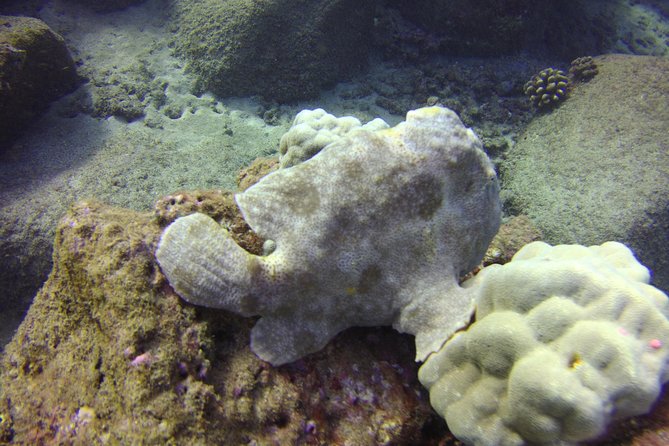 Kauai's Ultimate Dive Boat Adventure (for CERTIFIED Divers Only) - Stop two: Poipu’s reef life and caverns