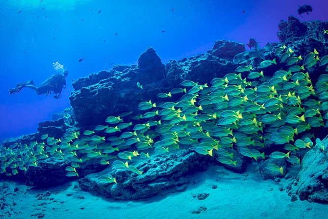 Kauai's Ultimate Dive Boat Adventure (for CERTIFIED Divers Only) - The crew adds useful local context