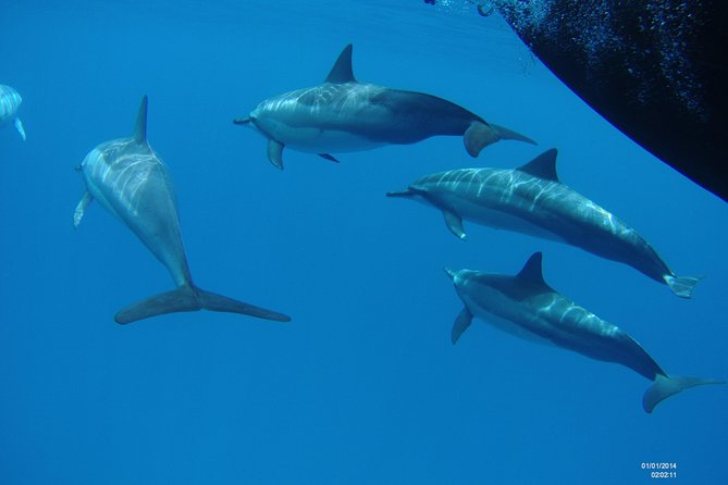 Kauai's Ultimate Dive Boat Adventure (for CERTIFIED Divers Only) - Price and what you receive for $285.29