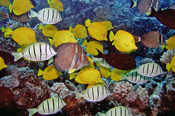 Kauai’s Ultimate Guided Shore Snorkel in South Poipu - Poipu Beach and the South Shore Reef