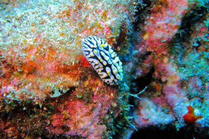 Kauai’s Ultimate Guided Shore Snorkel in South Poipu - Equipment, Warmth, and Comfort