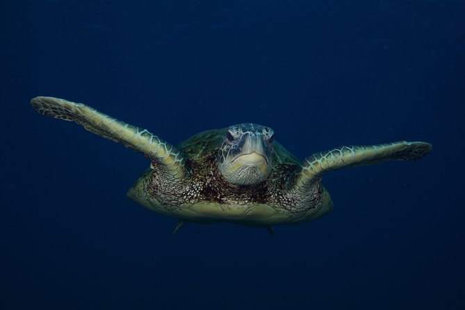Kauai’s Ultimate Guided Shore Snorkel in South Poipu - Who Should Book This Experience