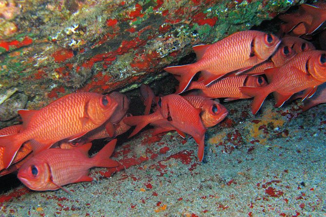 Kauai’s Ultimate Guided Shore Snorkel in South Poipu - Timing, Transport, and the Fine Print