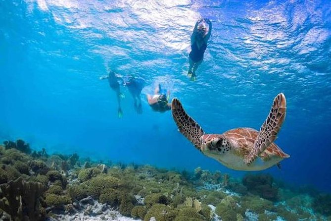 Kauai’s Ultimate Guided Shore Snorkel in South Poipu - The Guides Make the Difference
