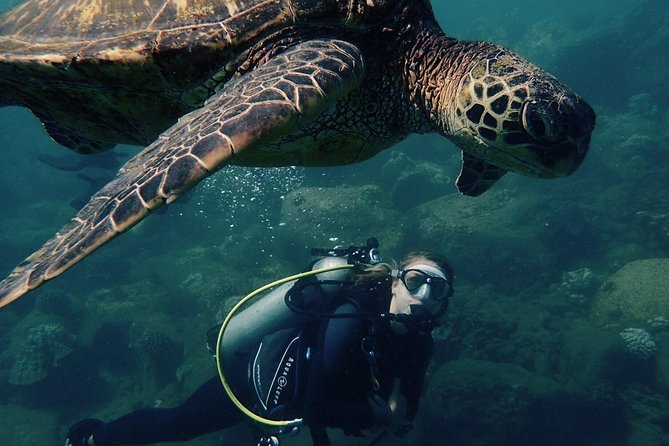 Kauai's Ultimate South Shore 2 Tank Dive (Certified Divers Only) - Key points to know before you book