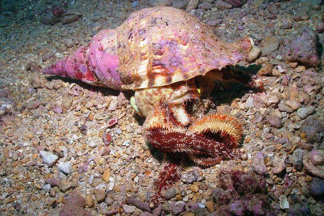 Kauai's Ultimate South Shore 2 Tank Dive (Certified Divers Only) - Why this south shore site works so well