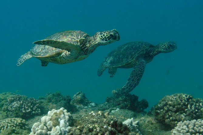 Kauai's Ultimate South Shore 2 Tank Dive (Certified Divers Only) - What the first tank can reveal