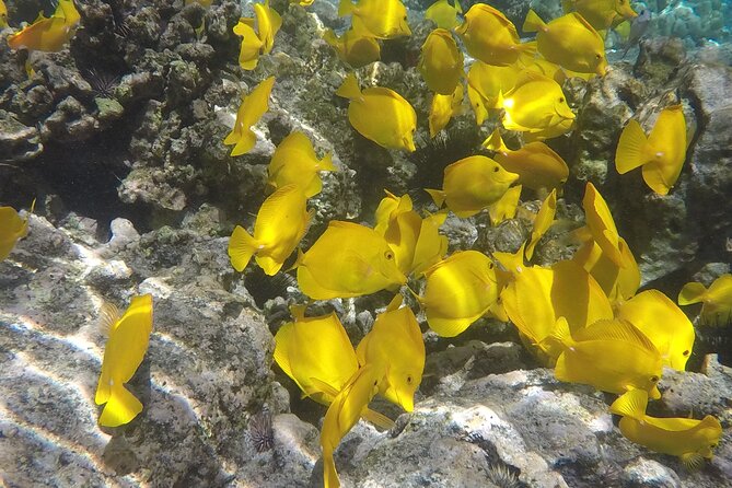 Kealakekua Bay (Captain Cook Monument) Snorkel and Sail Adventure - The Real Value of the $189 Price