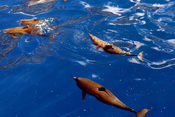 Kealakekua Bay (Captain Cook Monument) Snorkel and Sail Adventure - Weather, Cancellations, and Planning Details