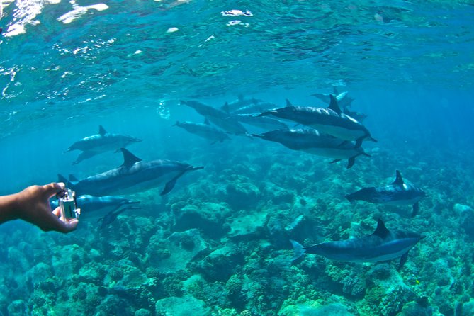 Kealakekua Bay Snorkeling Tour - 4 hour Kona Zodiac Adventure - The ride back is part of the tour