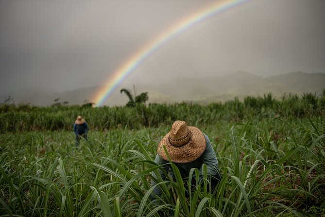 Kō Hana Hawaiian Rum Distillery Tour and Tasting for One - Sugar cane comes first in historic Kunia