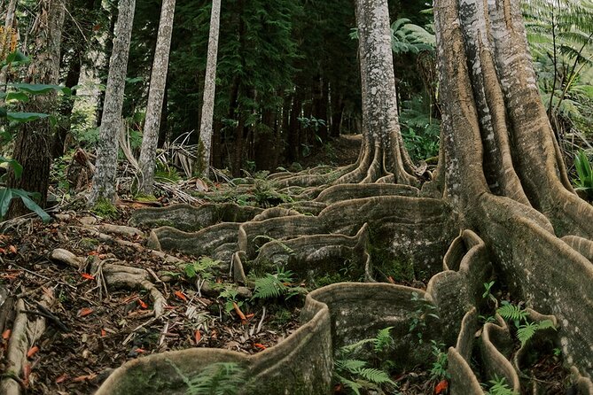 Kona Cloud Forest Sanctuary Montane Jungle Tour (2.5 hrs) - The 9 a.m. start and meeting point