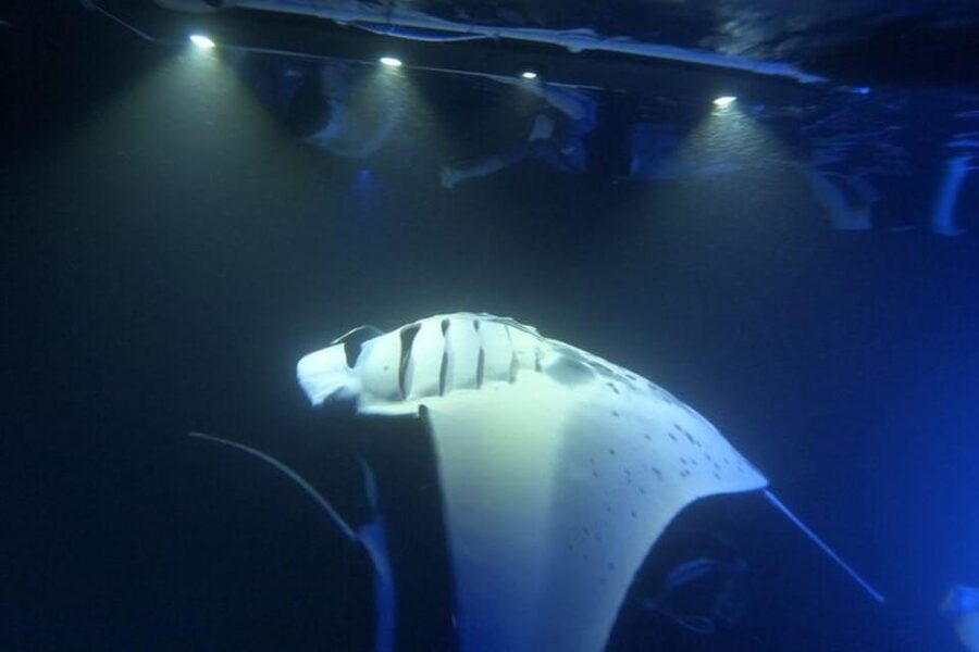 Kona Hi, Sunset Manta Ray Tour 10 passengers maximum - Key points at a glance