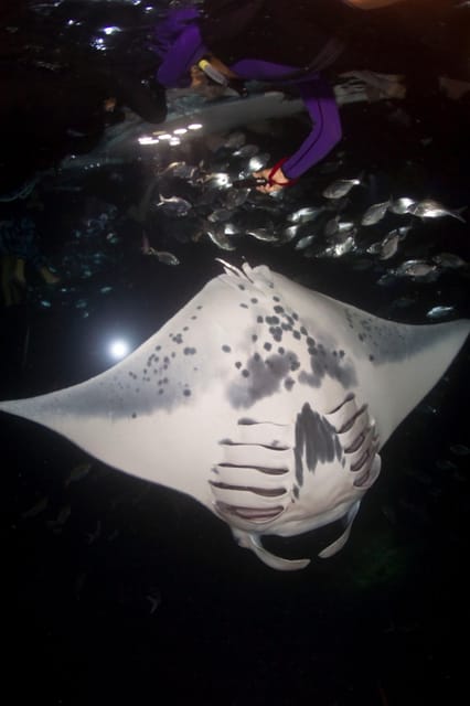 Kona Hi, Sunset Manta Ray Tour 10 passengers maximum - Sunset gives the evening a useful rhythm