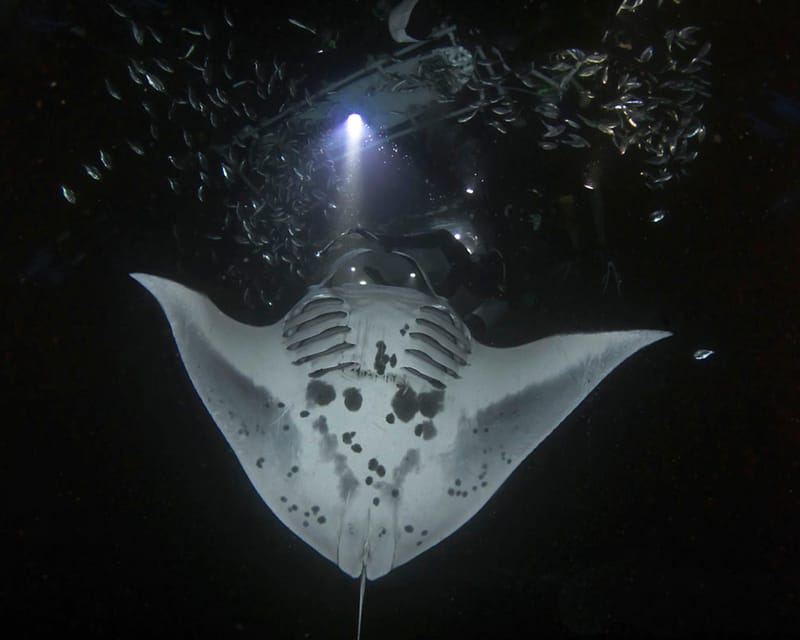Kona Hi, Sunset Manta Ray Tour 10 passengers maximum - The illuminated float and the manta rays