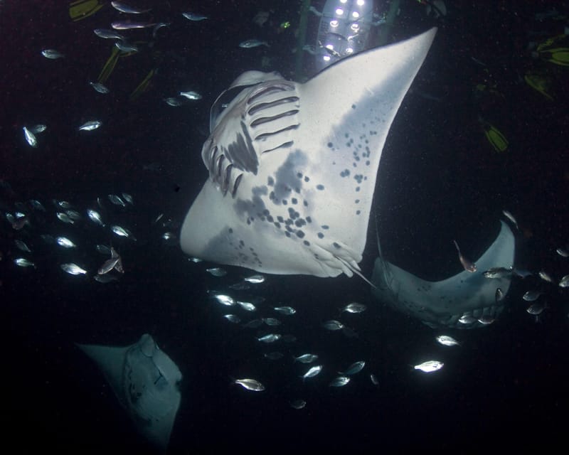 Kona Hi, Sunset Manta Ray Tour 10 passengers maximum - What the $141 price gets you