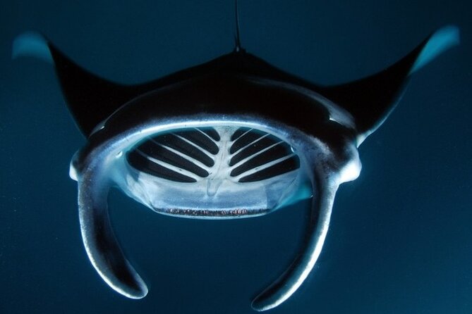 Kona Manta Ray Night Snorkel Adventure! Small Group - Is $83.95 a fair price?