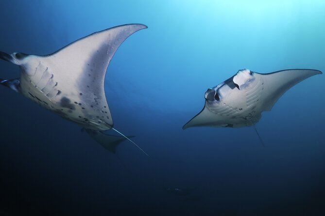 Kona Manta Ray Night Snorkel Adventure! Small Group - Timing, access, and booking details to know