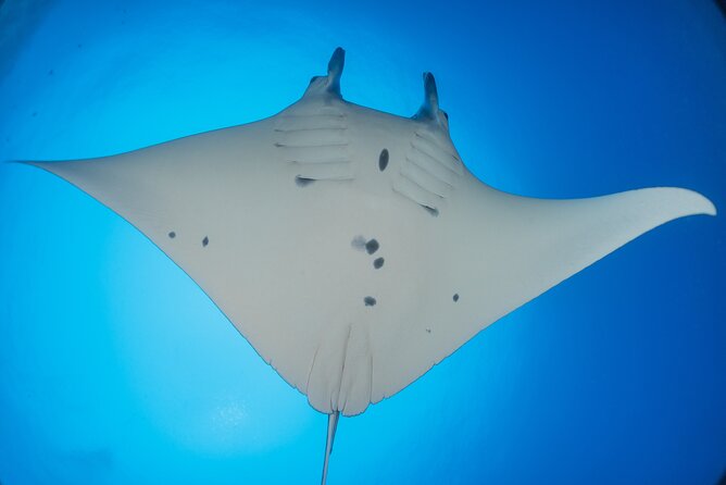 Kona Manta Ray Night Snorkel Adventure! Small Group - Holding the light board above the manta rays