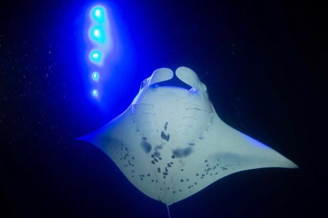 KONA Manta Ray Night Snorkel - FREE re-ride if no Sightings - A short ride on a very small RHIB boat