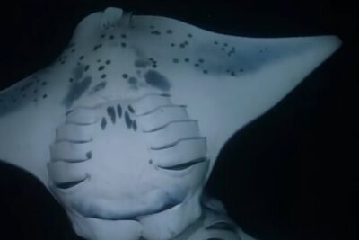 KONA Manta Ray Night Snorkel – FREE re-ride if no Sightings