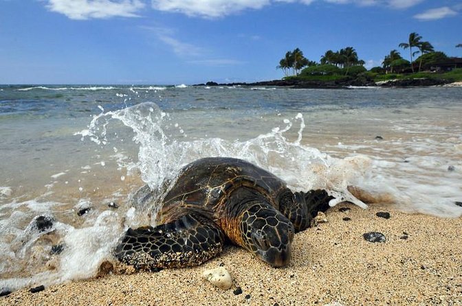 Kona Shore Excursion: Sea Turtles, Historic Kona & Coffee - Key points to know before you book