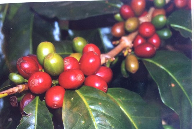 Kona Shore Excursion: Sea Turtles, Historic Kona & Coffee - A local lunch stop at Honaunau