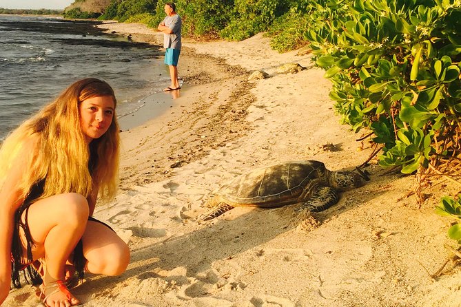 Kona Shore Excursion: Sea Turtles, Historic Kona & Coffee - How the guides shape the day