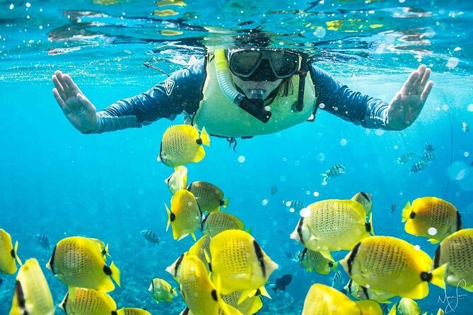 Kona Shore Excursion: Wild Dolphin Reefs Snorkel and Sea Caves - Why Kealakekua Bay makes this more than a standard snorkel trip