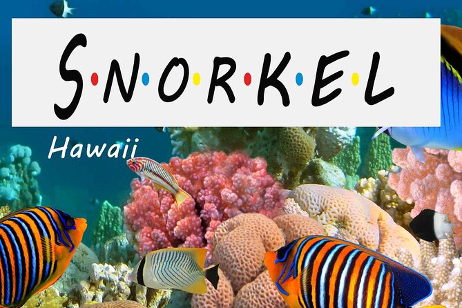 Kona Shore Excursion: Wild Dolphin Reefs Snorkel and Sea Caves - A three-hour route along the Kona coast
