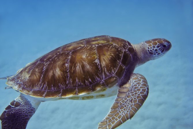Kona Shore Excursion: Wild Dolphin Reefs Snorkel and Sea Caves - Food, gear, and crew support