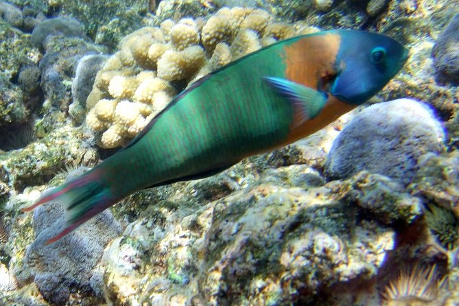 Kona Shore Excursion: Wild Dolphin Reefs Snorkel and Sea Caves - Boat size, comfort, and the feel of the ride