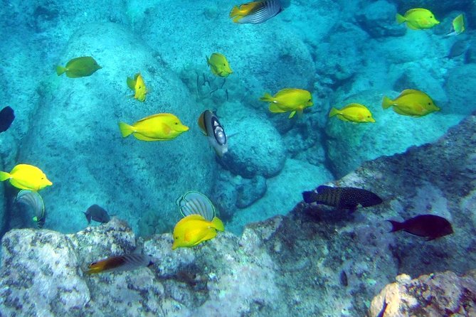 Kona Shore Excursion: Wild Dolphin Reefs Snorkel and Sea Caves - Is $149 a fair price?