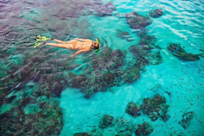 Kona Snorkel Tour: Captain Cook Reef Snorkel, Dolphin & Sea Caves - Dolphins, whales, turtles, and the fine print