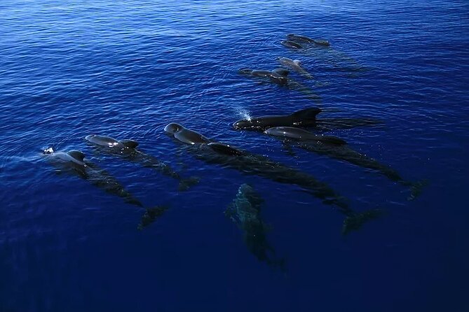 Kona Snorkel Tour: Captain Cook Reef Snorkel, Dolphin & Sea Caves - The speedy ride to Kealakekua Bay